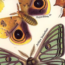 Beautiful Butterflies Italian Paper ~ Tassotti